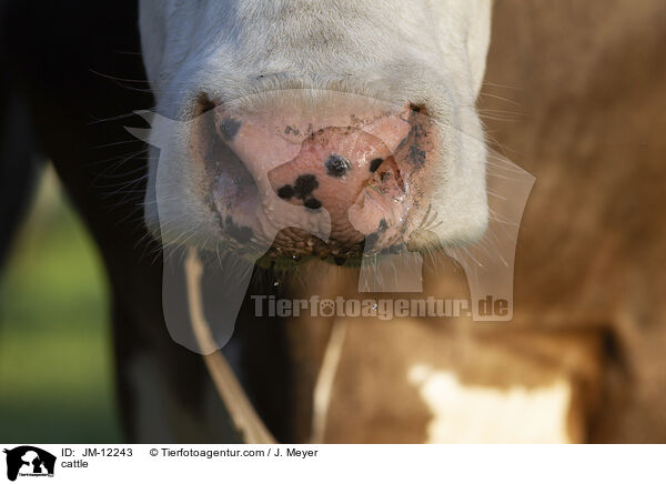 Rind / cattle / JM-12243