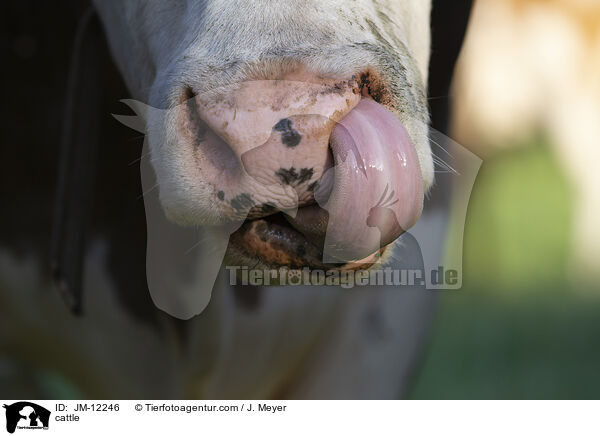 Rind / cattle / JM-12246