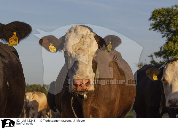 herf of cattle / JM-12248