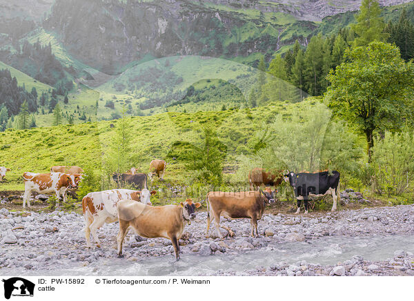 cattle / PW-15892