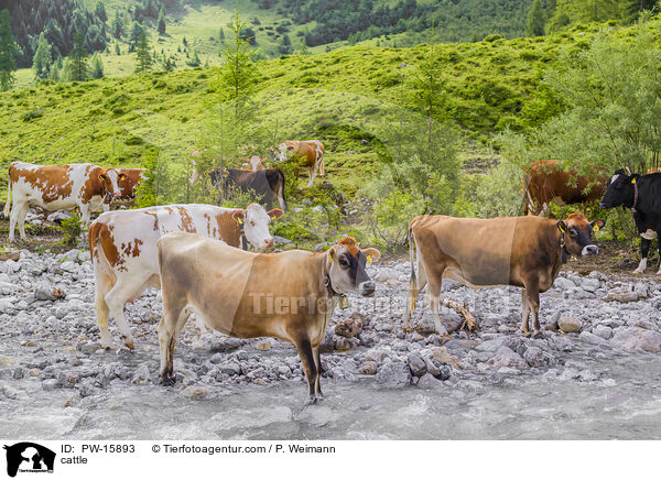 Rinder / cattle / PW-15893