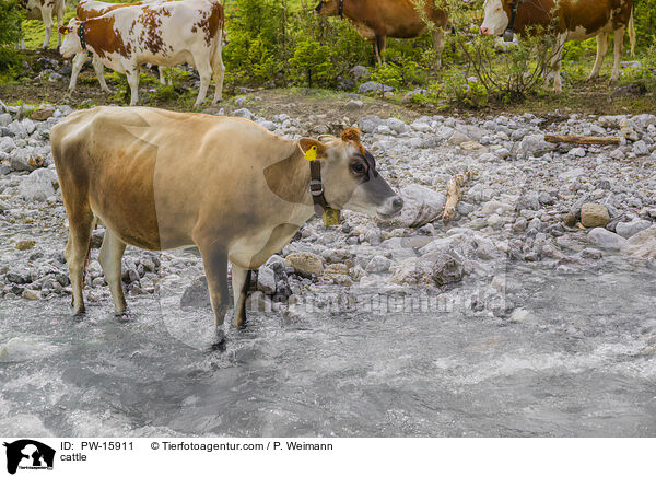 Rinder / cattle / PW-15911