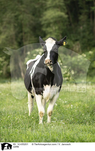 cattle / VJ-05201