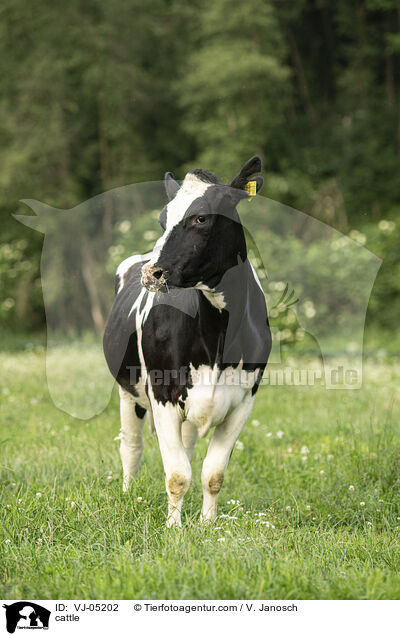 cattle / VJ-05202