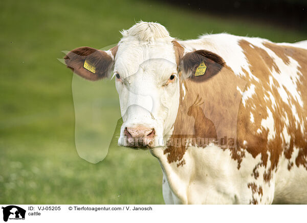 cattle / VJ-05205