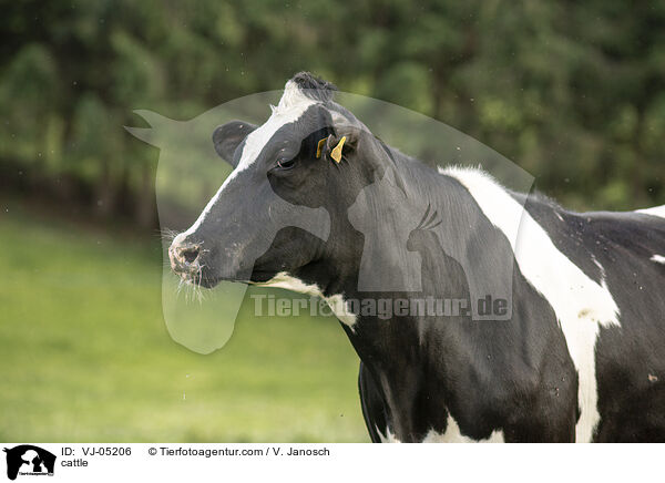 cattle / VJ-05206