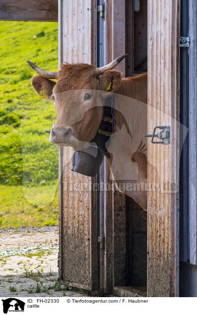 cattle / FH-02330
