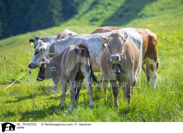 cattle / FH-02333