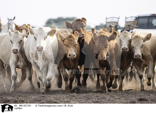 cattles / BK-02181