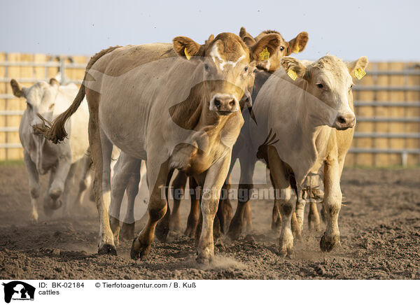 Rinder / cattles / BK-02184