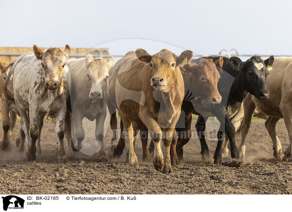 Rinder / cattles / BK-02185