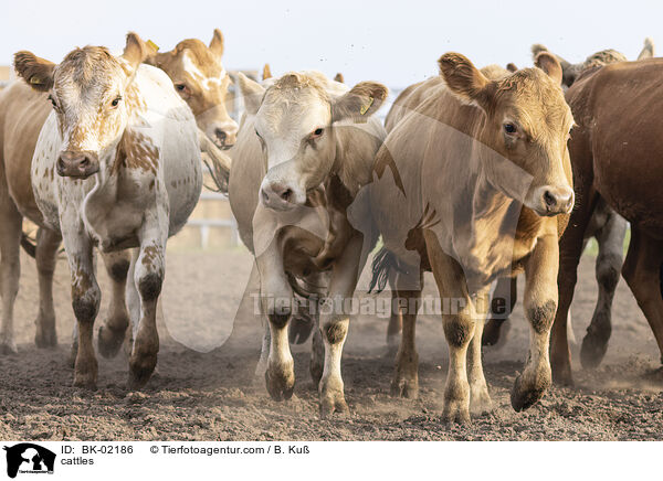 cattles / BK-02186