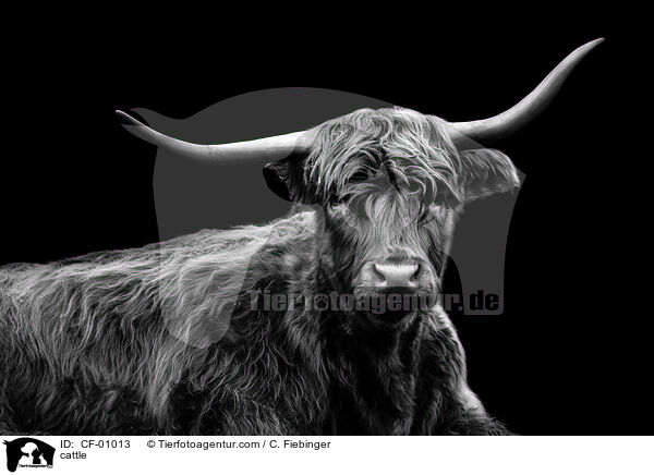 Rind / cattle / CF-01013