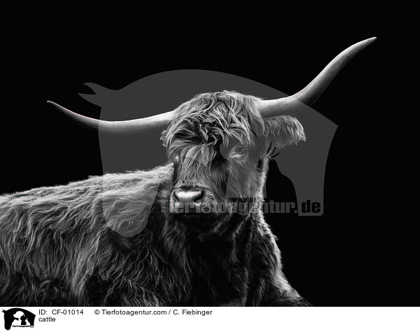 Rind / cattle / CF-01014