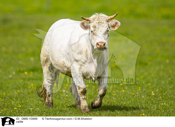 cattle / DMS-10886