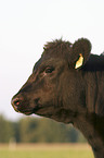 Cow Portrait