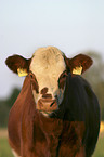 Cow Portrait