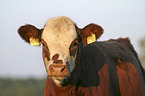 Cow Portrait