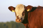 Cow Portrait