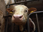 cow portrait