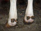 cow hoof