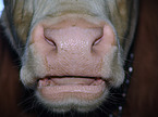 cow mouth