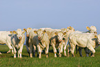 herd of cows