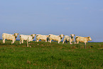 herd of cows