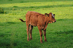 calf