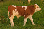 calf