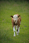 calf