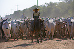 Cowboys and cattle