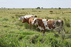 cattle