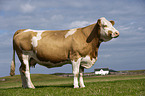 Simmental Cattle