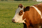 cattle