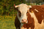 cattle