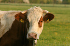 cattle