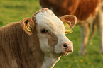 cattle