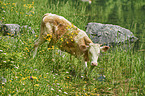 cattle