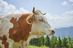 cattle