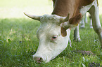 cattle