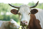 cattle