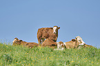 cattle