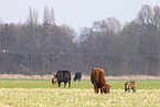 cattle