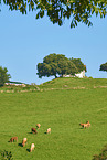 cattle