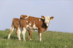 Calfs on the meadow