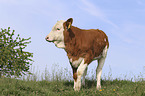 Calf on the meadow