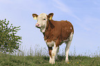 Calf on the meadow