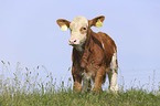 Calf on the meadow