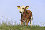 Calf on the meadow